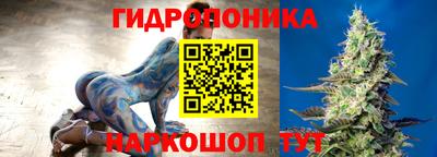 гашик Кингисепп